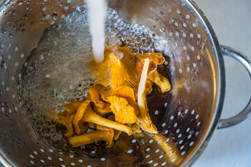 Fresh chanterelle mushrooms being washed under running water in kitchen sink closeup