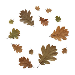 Small dried oak leaves in muted earthy tones, distinct veins and crinkled edges, scattered sparsely on a transparent background with copy space, serene minimalist aesthetic for nature concept.
