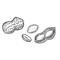 Peanut vector sketch line art hand drawn illustration 