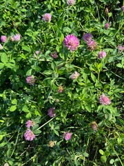 Meadow clover. Grass and flowers on the field. Rural area. Summer. Background.