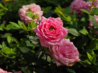Beautiful pink roses blooming in garden. 