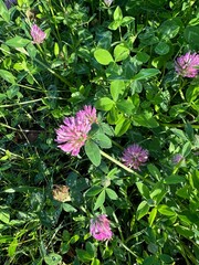 Meadow clover. Grass and flowers on the field. Rural area. Summer. Background.