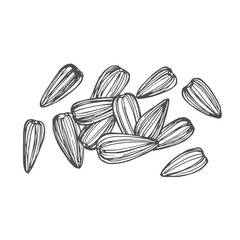 Sunflower Seeds vector. Sunflower Seeds on white background.
