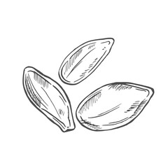 Pumpkins seeds vector superfood drawing. Isolated hand drawn illustration on white background. Organic healthy food. Great for banner, poster, label, sign