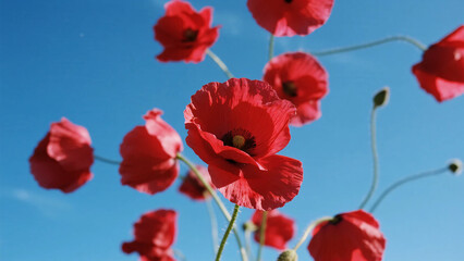 Obraz premium falling few red Petals scattered on blue sky background. photograph