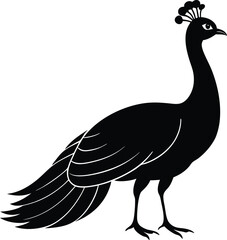 peacock isolated on white vector on transparent background