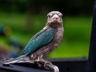 Cekakak Javanese is an endemic bird on the islands of Java and Bali, Indonesia. They are usually...