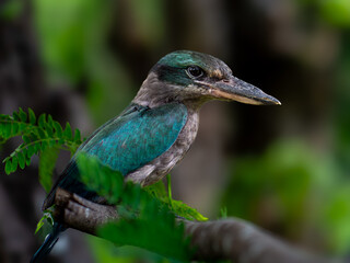 Cekakak Javanese is an endemic bird on the islands of Java and Bali, Indonesia. They are usually...