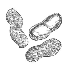 Peanut ink hand drawn sketch isolated on white background
