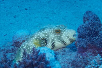 A spotted pufferfish nestled among coral reefs in a vibrant underwater scene.