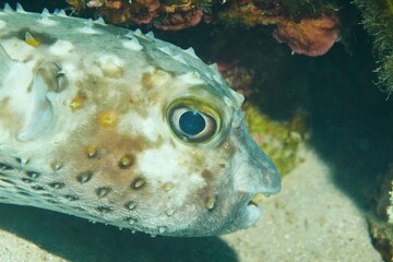 A close-up of a pufferfish underwater, showcasing its textured skin and distinct features.