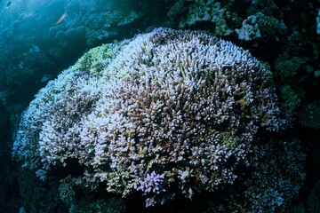 A vibrant stone coral garden underwater.