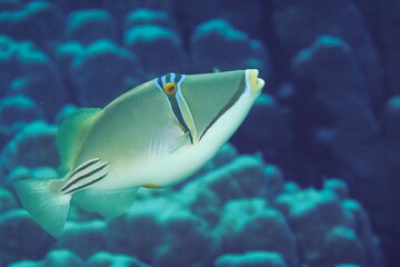 Close-up of a colorful picasso triggerfish swimming in the ocean against a blurred coral background.