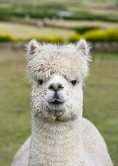 Fototapeta premium Cute, fluffy white alpaca with a shaggy fringe stands on a grassy field, gazing calmly at the camera with a serene expression. Farm animals concept. (Lama pacos)