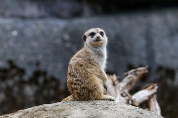 A meerkat (Suricata suricatta) sitting on a rock with a blurred background.
