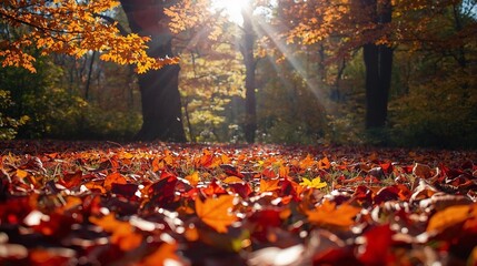 autumn leaves in the park