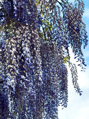 Close up of hanging purple blooming glycine wisteria plant 