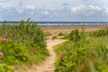 A Scenic Pathway Leading to the Beach Adorned with Beautiful and Vibrant Wildflowers