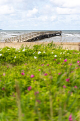 Serene Beach Pier is Surrounded by Vibrant Coastal Flora, Offering a Tranquil Escape