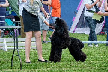 Happy, curious dog of the Royal Poodle breed at the show