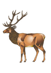 Red deer with large antlers in profile
