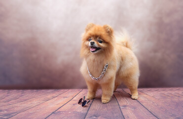 Spitz dog stands on a beautiful background