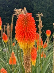 Beautiful orange kniphofia or red hot pokers in garden