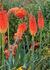 Beautiful orange kniphofia or red hot pokers and foliage