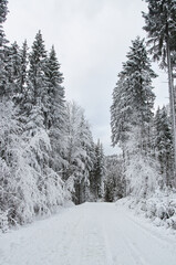 Winter wonderland scene with a frosty forest path.