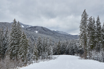 Fototapeta premium Moody winter landscape with a vast snowy forest.