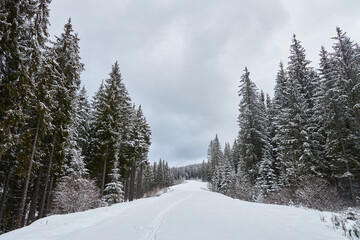 Scenic ski trail winding through a snowy forest.