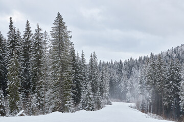 Moody winter landscape with a vast snowy forest.