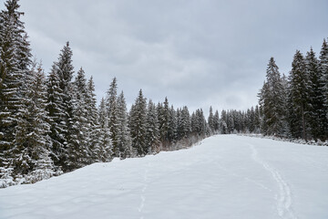 Fototapeta premium Footprints in the snow on a path through a winter forest.