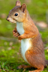 芝生の上に立つ野生のエゾリス