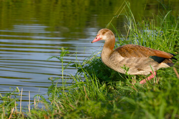 Close-up of an Egyptian goose standing on the shore near water