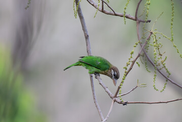 A beautiful white cheeked barbet perched  on a tree branch. The background is blurred with few tree branches.