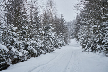 Winter forest landscape during a gentle snowfall.
