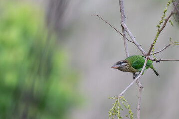 A beautiful white cheeked barbet perched  on a tree branch. The background is blurred with few tree branches.