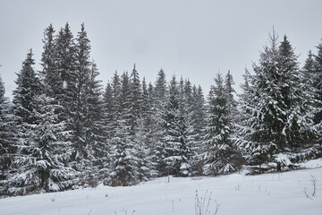 Winter forest landscape during a gentle snowfall.