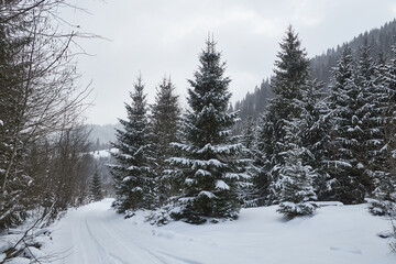 Winter forest landscape during a gentle snowfall.