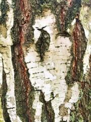 Birch Tree Bark Close Up (forest, natural background, textures)
