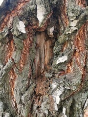Close-Up of a Tree Trunk, Nature Forest Background 