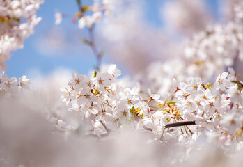 A close-up of the lovely cherry blossoms