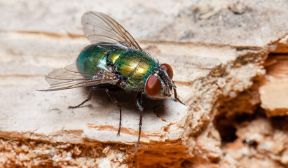 close up of a fly