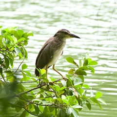 Nitticora Nycticorax nycticorax