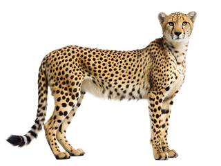 Fototapeta premium Cheetah standing isolated on transparent background, displaying its sleek body and distinctive spots, a symbol of speed and agility in the animal kingdom