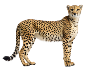 Cheetah standing isolated on transparent background, displaying its sleek body and distinctive spots, a symbol of speed and agility in the animal kingdom