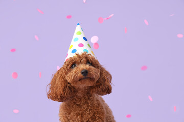 Cute Toy Poodle dog in party hat on lilac background