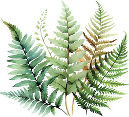Fern Watercolor Botanical Green Plant Illustration