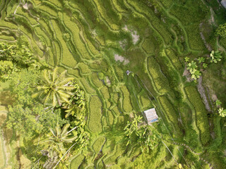 Aerial view showing lush green rice terraces with small hut and tropical trees scattered throughout landscape, intricate patterns of fields forming natural geometric shapes in rural setting